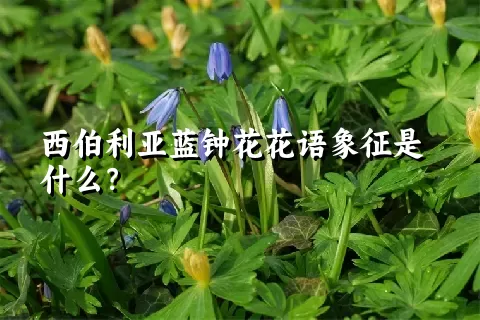 西伯利亚蓝钟花花语象征是什么？