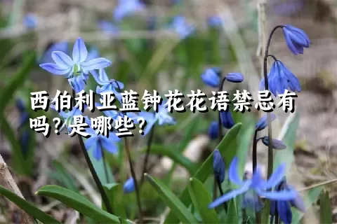 西伯利亚蓝钟花花语禁忌有吗？是哪些？