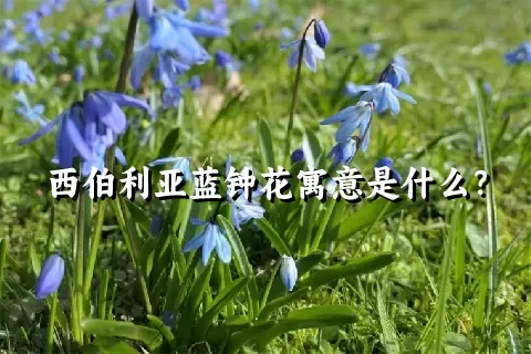 西伯利亚蓝钟花寓意是什么？