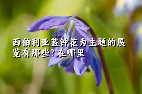 西伯利亚蓝钟花为主题的展览有那些？在哪里