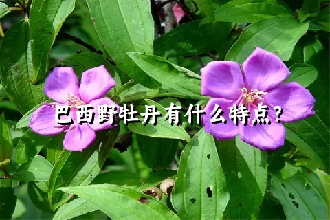 巴西野牡丹有什么特点？