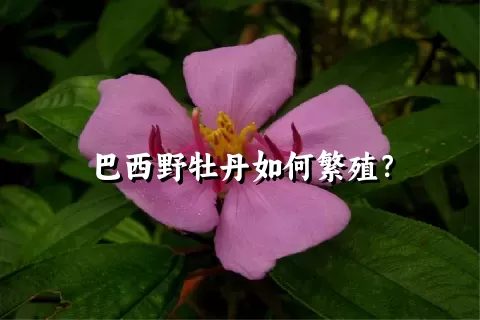 巴西野牡丹如何繁殖？