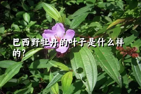 巴西野牡丹的叶子是什么样的？