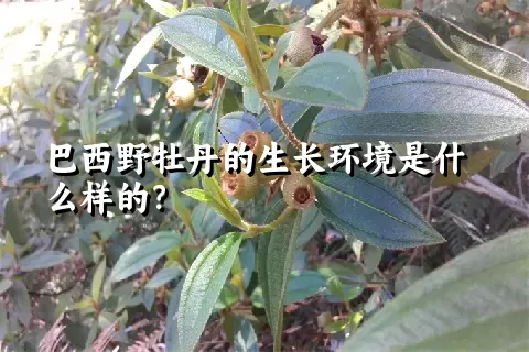 巴西野牡丹的生长环境是什么样的？