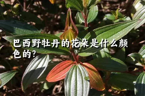 巴西野牡丹的花朵是什么颜色的？