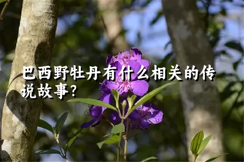 巴西野牡丹有什么相关的传说故事？