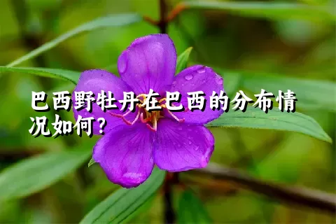 巴西野牡丹在巴西的分布情况如何？