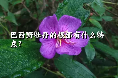 巴西野牡丹的根部有什么特点？