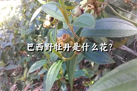 巴西野牡丹是什么花？