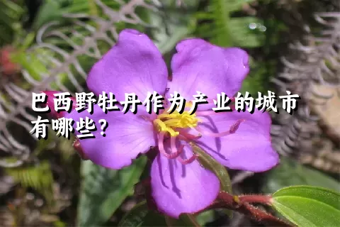 巴西野牡丹作为产业的城市有哪些？