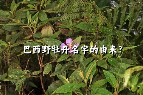 巴西野牡丹名字的由来？