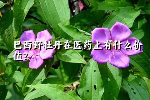 巴西野牡丹在医药上有什么价值？