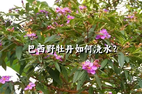 巴西野牡丹如何浇水？