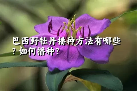 巴西野牡丹播种方法有哪些？如何播种？