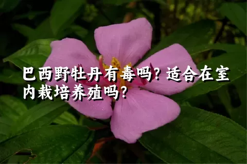 巴西野牡丹有毒吗？适合在室内栽培养殖吗？