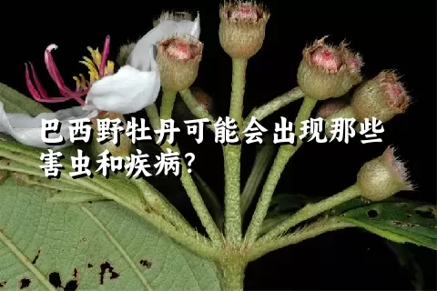 巴西野牡丹可能会出现那些害虫和疾病？