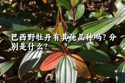 巴西野牡丹有其他品种吗？分别是什么？