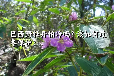 巴西野牡丹怕冷吗？该如何过冬保护？