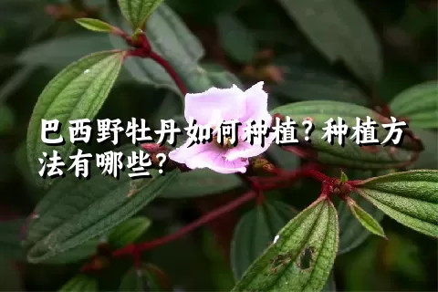 巴西野牡丹如何种植？种植方法有哪些？