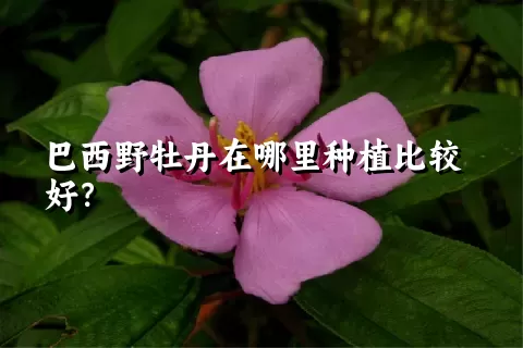 巴西野牡丹在哪里种植比较好？