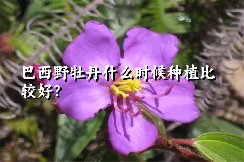 巴西野牡丹什么时候种植比较好？