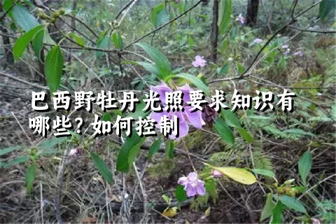 巴西野牡丹光照要求知识有哪些？如何控制