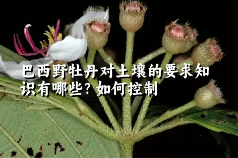 巴西野牡丹对土壤的要求知识有哪些？如何控制