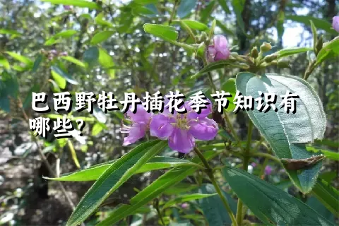 巴西野牡丹插花季节知识有哪些？