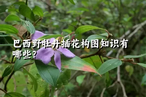 巴西野牡丹插花构图知识有哪些？