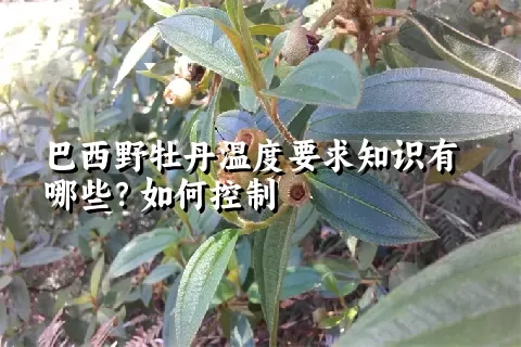 巴西野牡丹温度要求知识有哪些？如何控制