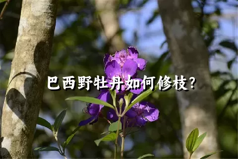 巴西野牡丹如何修枝？