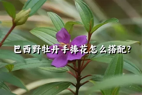 巴西野牡丹手捧花怎么搭配？