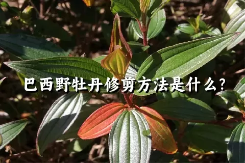 巴西野牡丹修剪方法是什么？