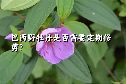 巴西野牡丹是否需要定期修剪？