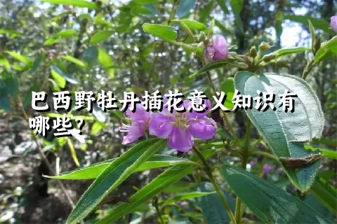 巴西野牡丹插花意义知识有哪些？