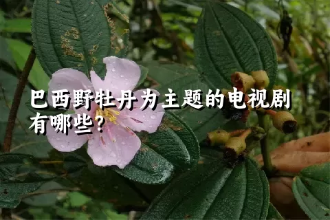 巴西野牡丹为主题的电视剧有哪些？