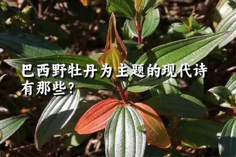 巴西野牡丹为主题的现代诗有那些？