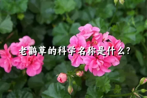 老鹳草的科学名称是什么？