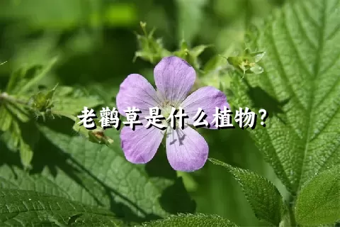 老鹳草是什么植物？