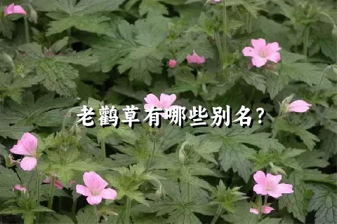 老鹳草有哪些别名？