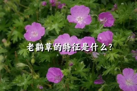 老鹳草的特征是什么？