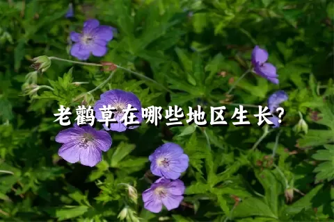 老鹳草在哪些地区生长？