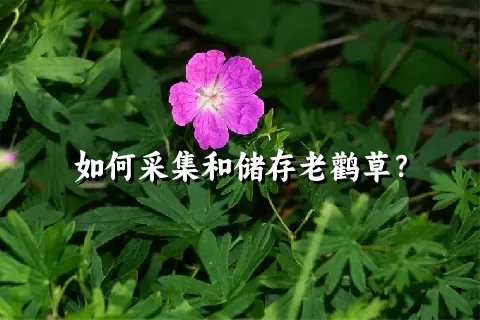 如何采集和储存老鹳草？