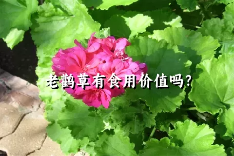 老鹳草有食用价值吗？