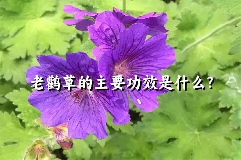 老鹳草的主要功效是什么？