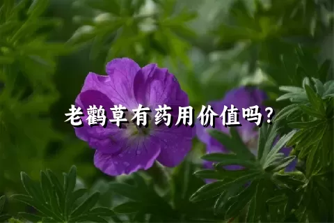 老鹳草有药用价值吗？