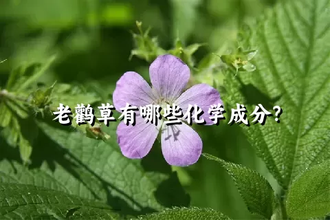 老鹳草有哪些化学成分？