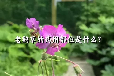 老鹳草的药用部位是什么？