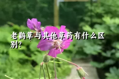 老鹳草与其他草药有什么区别？