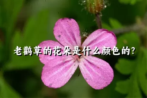 老鹳草的花朵是什么颜色的？